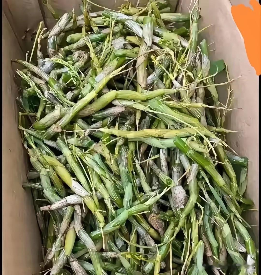 看了半个小时了，还是不知道这是什么。