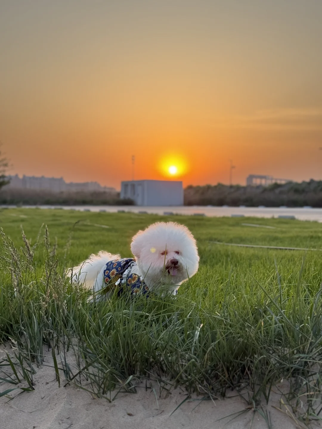 夕阳下的小狗 狗生是旷野🥳