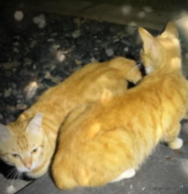 “要不是我的猫咪离家出走，我永远不可能撞进流浪猫的世界——这只年轻公猫和短尾母猫