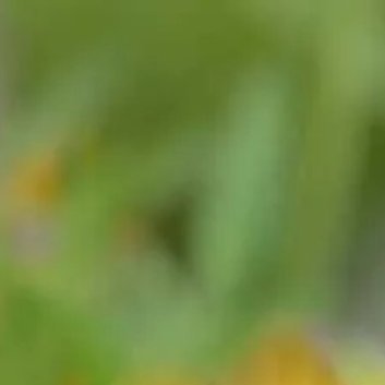 种植 🌷万寿菊的繁殖方法一、种子繁殖（1）种子选择与处理：选择饱满、无病虫害的