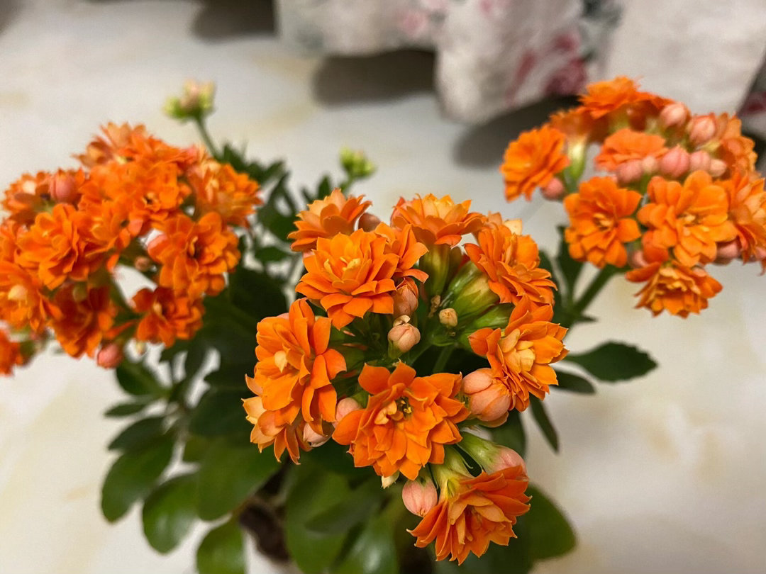 ‎种植 赛欧是长寿花里很好养的一个经典品种，也叫“小米橙”，特别适合新手，不用太