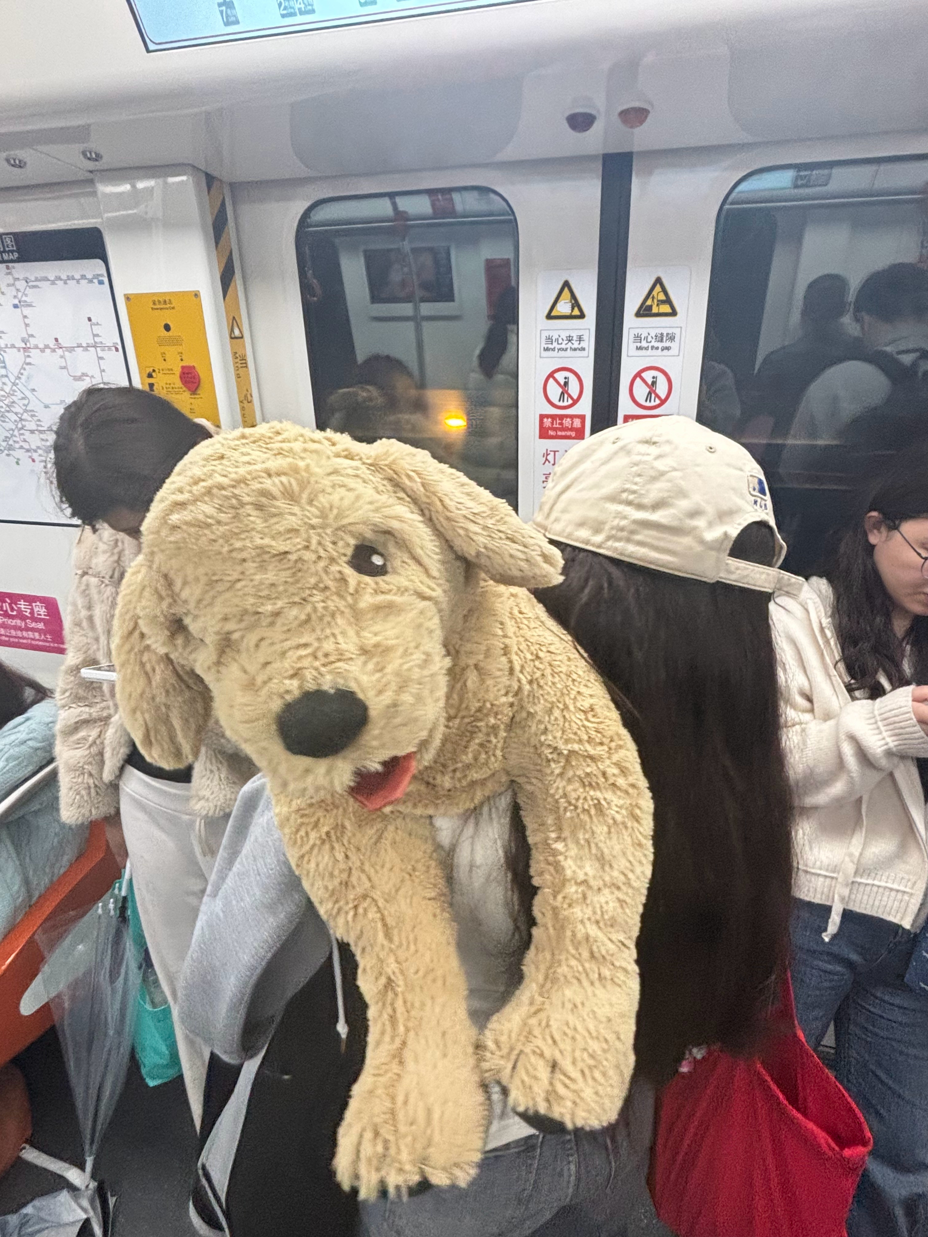 今天刚去扛了一只巨型格格回家晚上板凳还没坐热就开始孝 