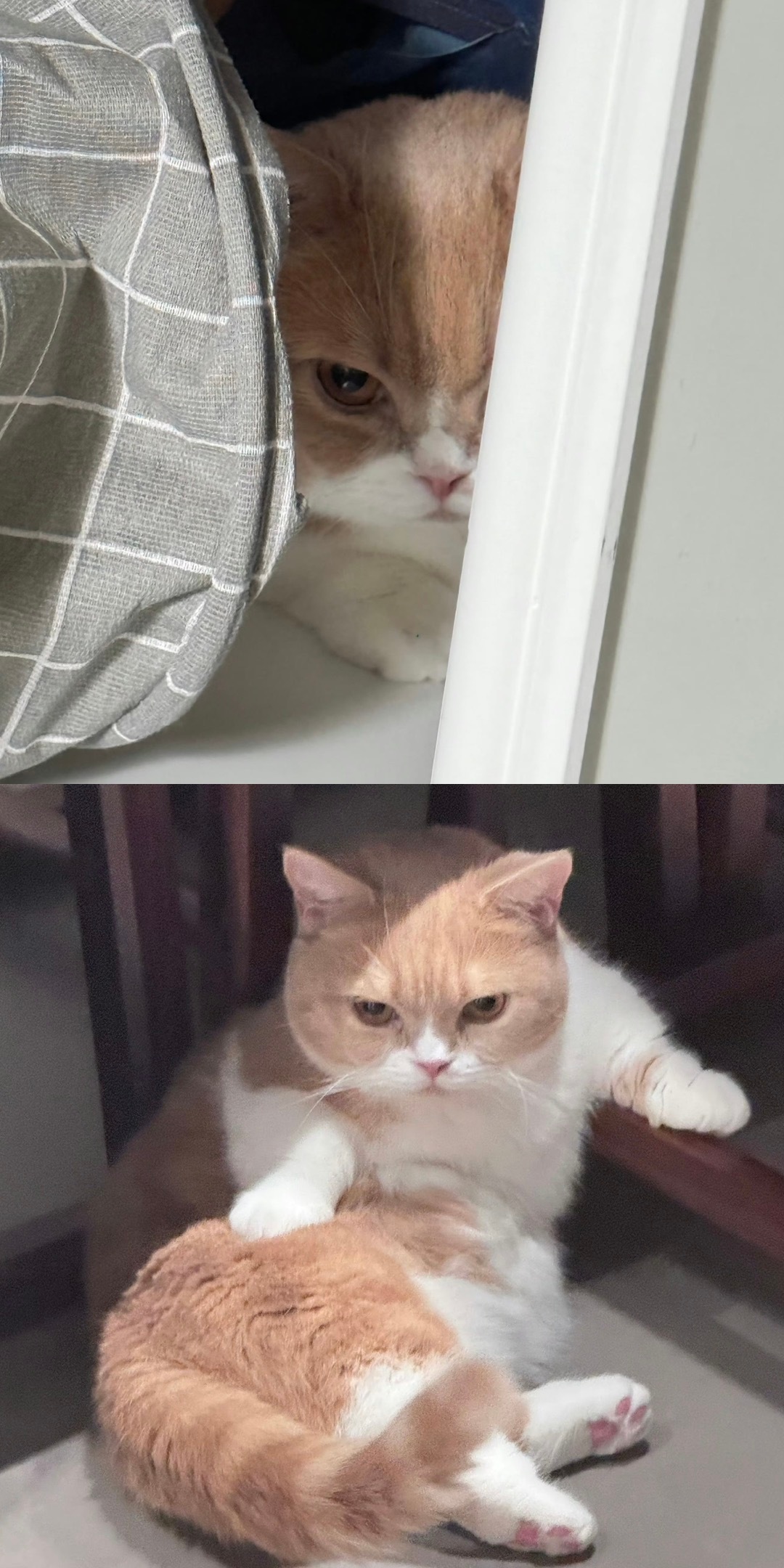 猫vs猪 