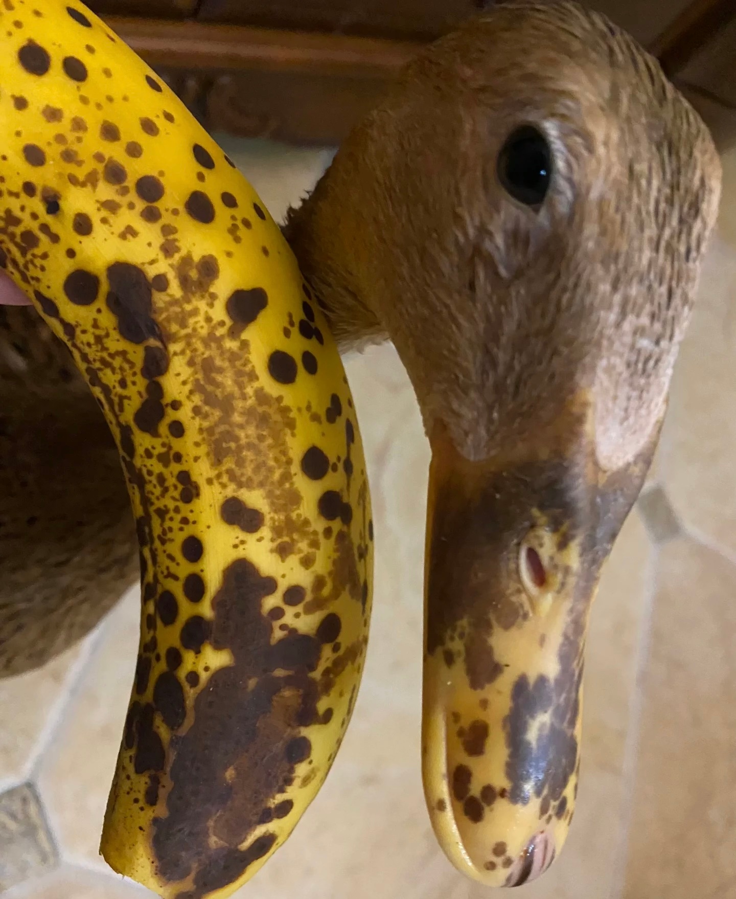 🍌： 你礼貌吗 ？我请问😑 ​​​