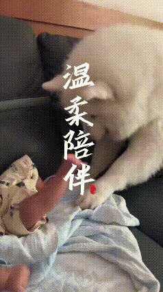 看完这段温馨的画面，心里觉得暖暖的。毛茸茸的萨摩耶轻轻伸出爪子，小心翼翼地触碰小