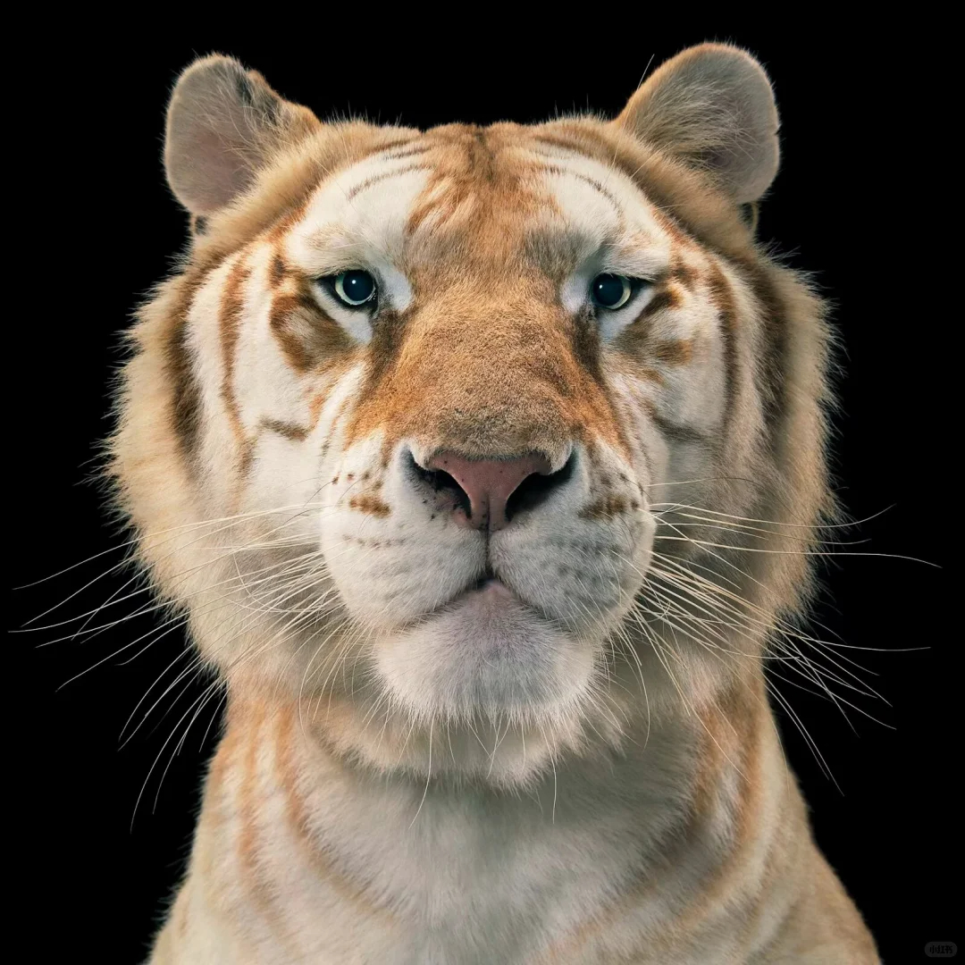 Tim Flach ·当代世界级概念动物肖像摄影大师” |Tim Flach（蒂