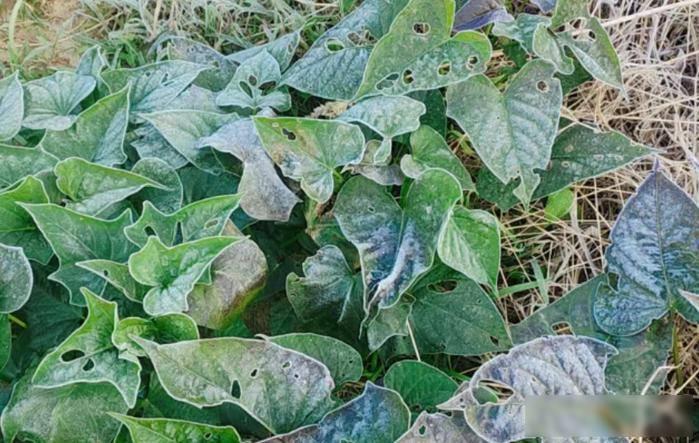 粤北冻得发抖，广州还穿短袖，这天气真让人懵
冷空气突然到来，清远连山早上气温降到