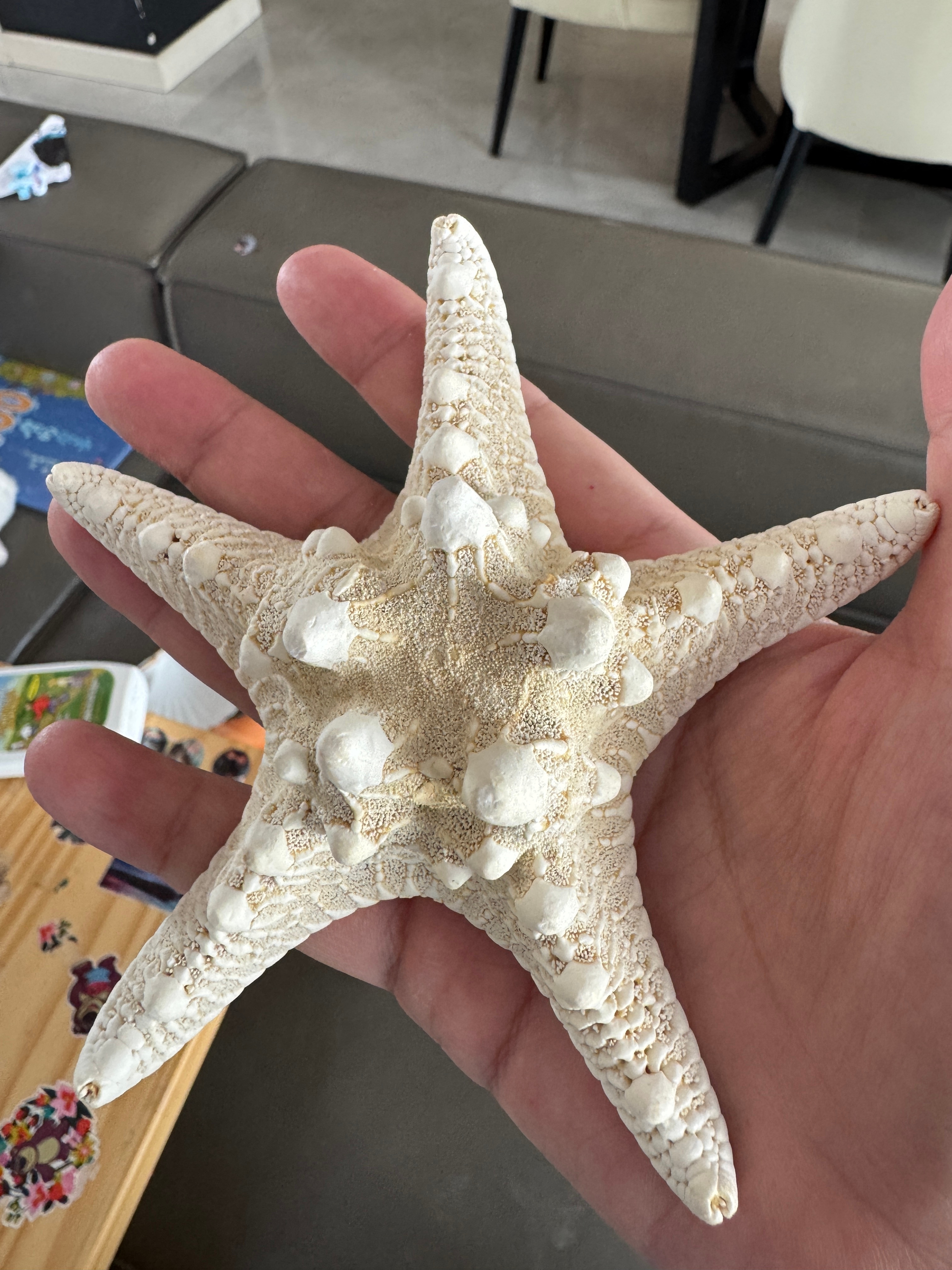 一屁股坐在这种海星标本上真的很痛。 