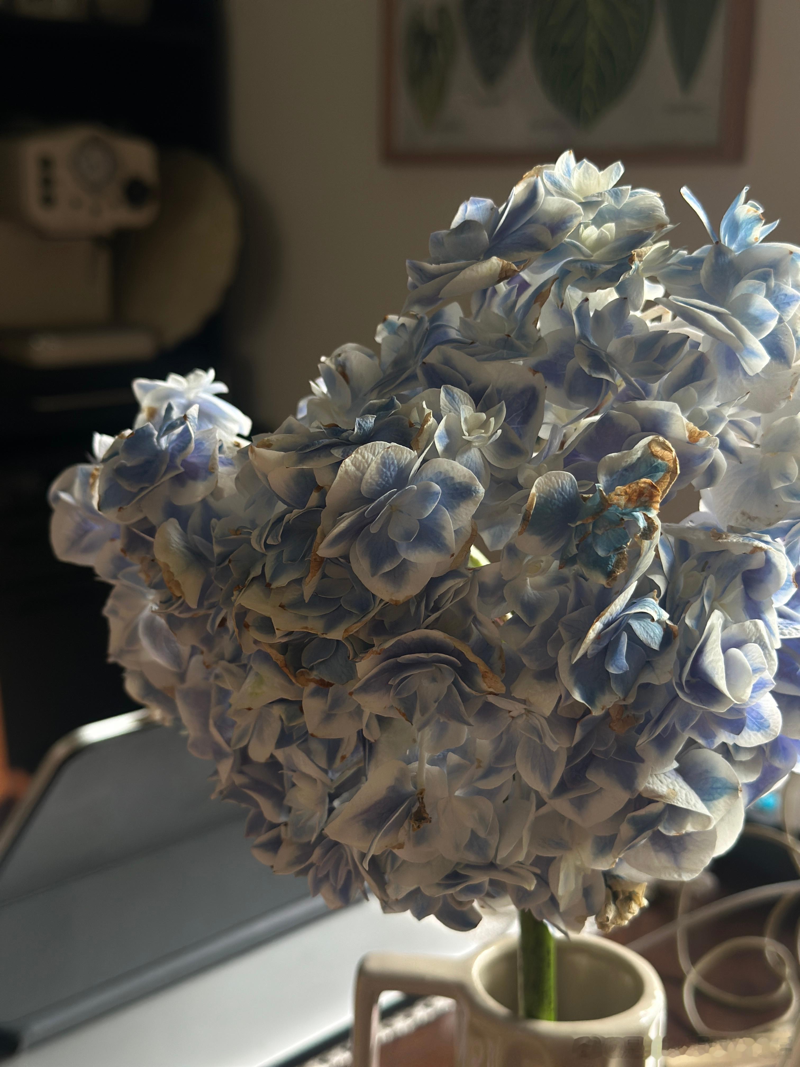 坏消息，绣球花开始皱皱巴巴了～绣球花生活手记是小花姐姐的专属
