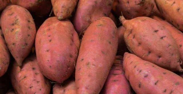 警惕夺命红薯！甲拌磷剧毒暗藏，4个小技巧一眼辨毒，家家必看
 
央视曝光夺命红薯