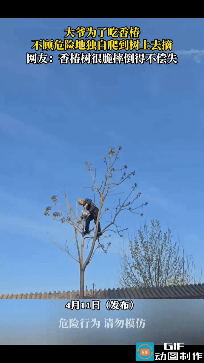 为了吃口鲜嫩的香椿，大爷不顾自己年老体衰，竟然爬到香椿树上采摘椿叶，看着大爷颤巍