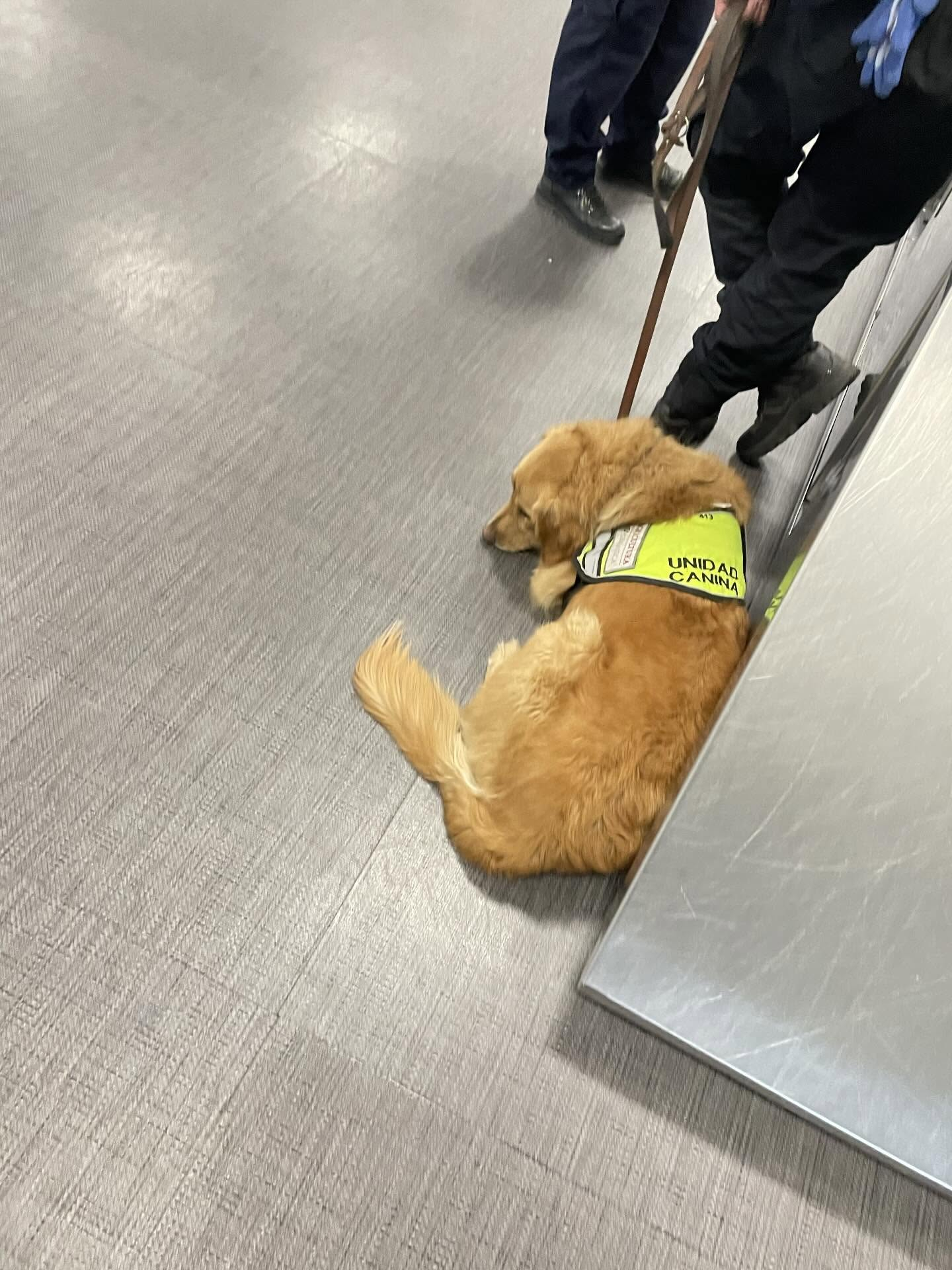 缉毒犬搜出泡面被骂 一位日本网友在墨西哥机场过境时，一只金毛缉毒犬对着他大吼，于