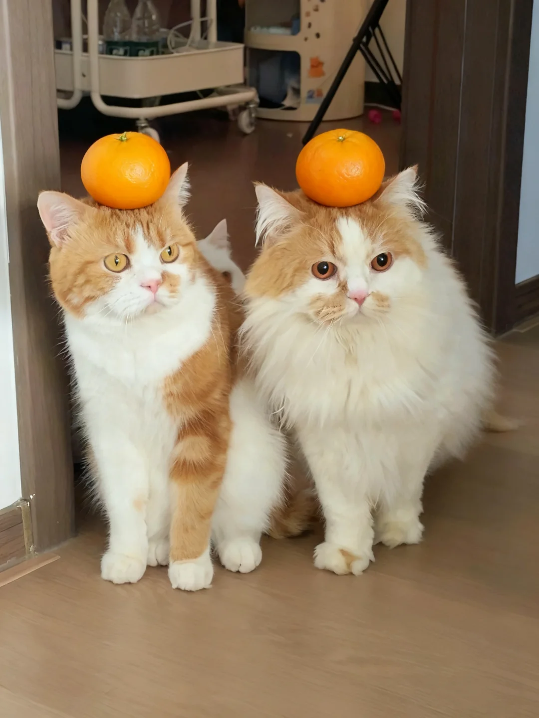 俩只橘🍊