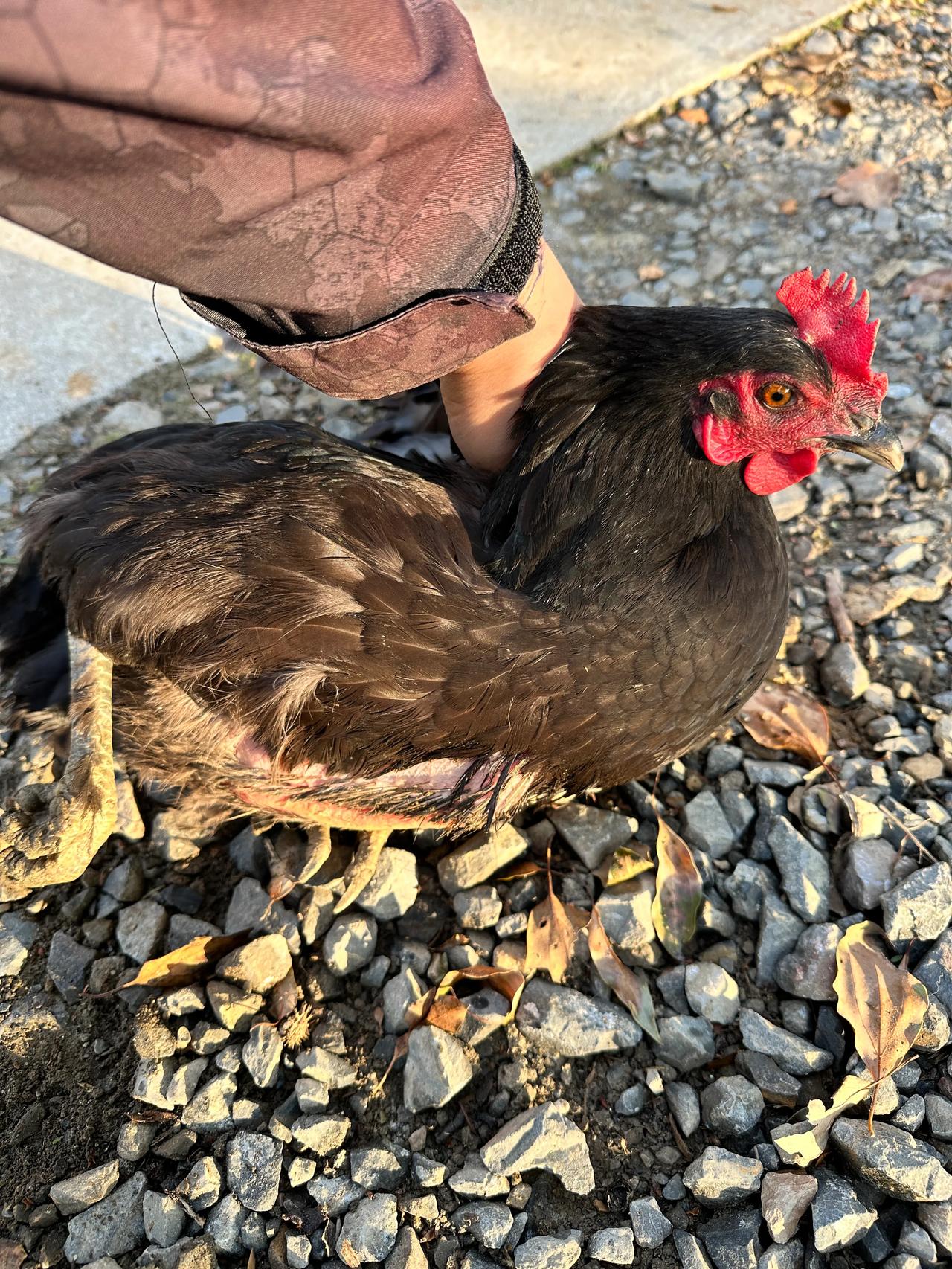 湖北农村老品种正宗土鸡，一年多的老母鸡红烧煲汤最佳，这都是我从农户收来的，每家农