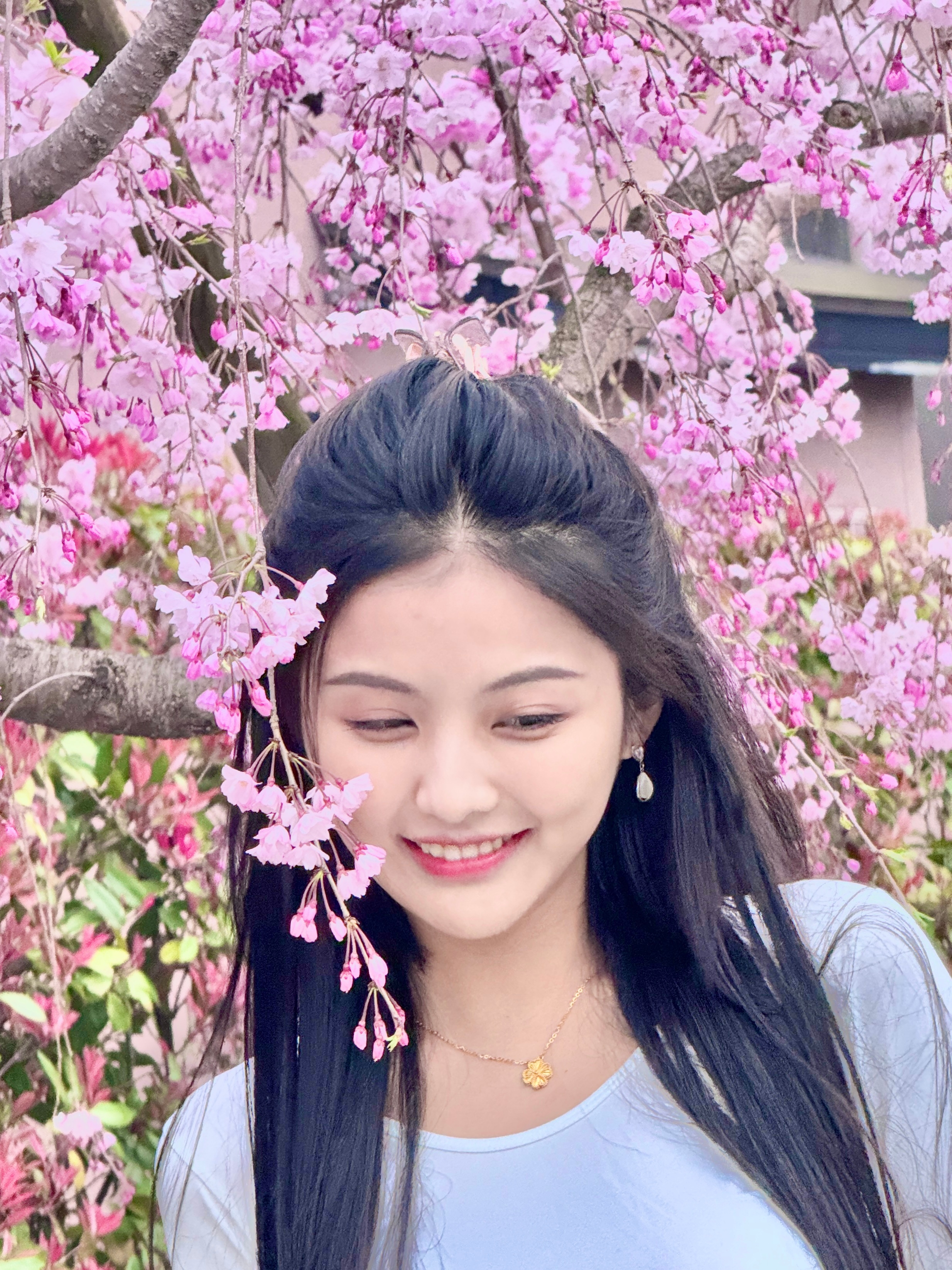 岁岁年年花相似  ​​​