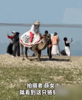 太没人性了！新疆阿勒泰，一女子正在游玩，突然听到骆驼哀嚎声。

我前两年去西北景