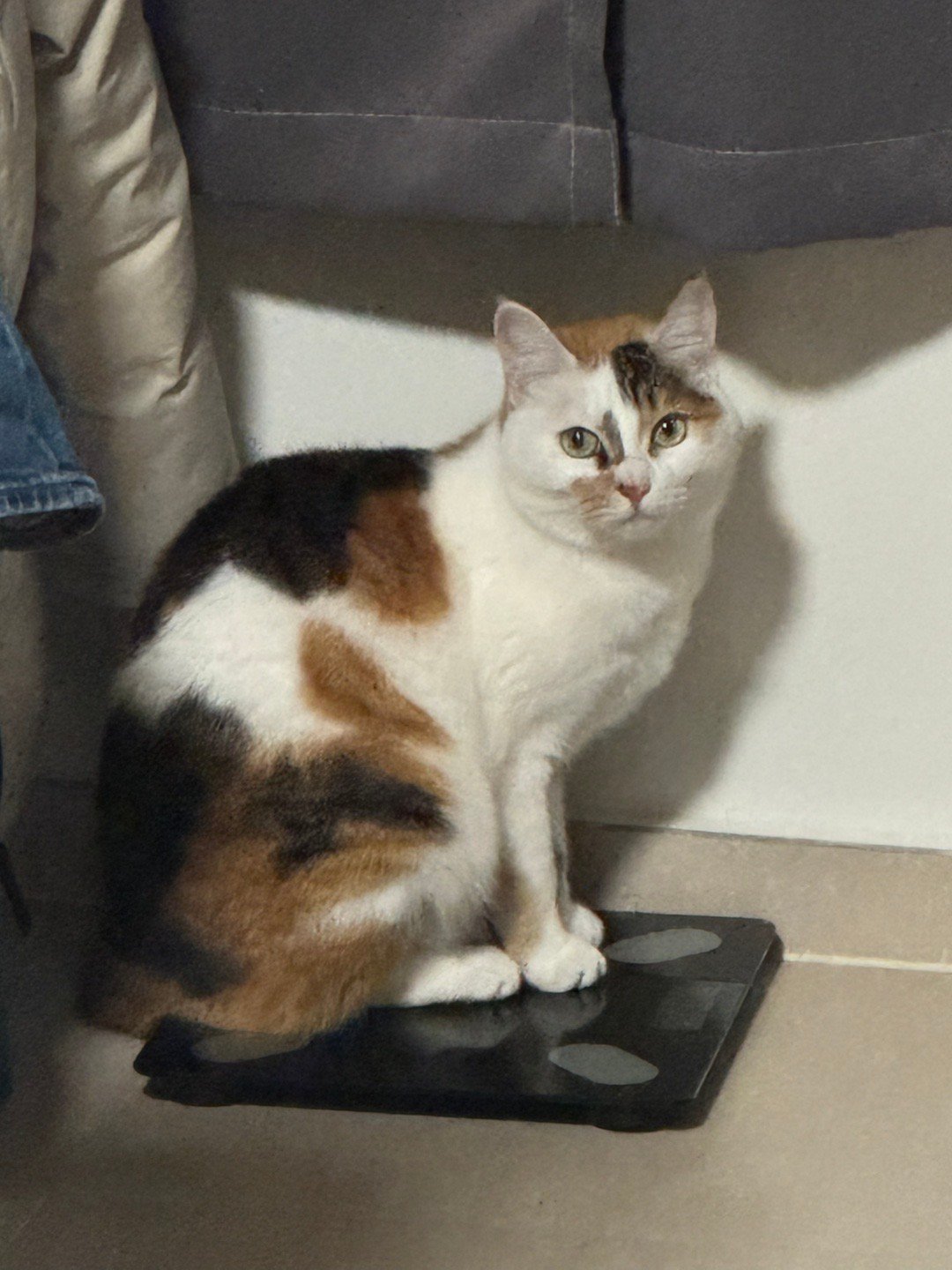 非常注重体重管理的小猫 