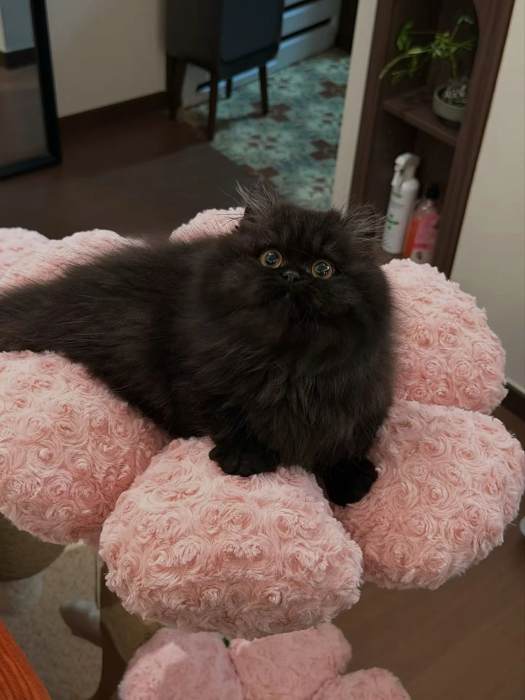 怎么办！你能找到我的小猫猫吗？