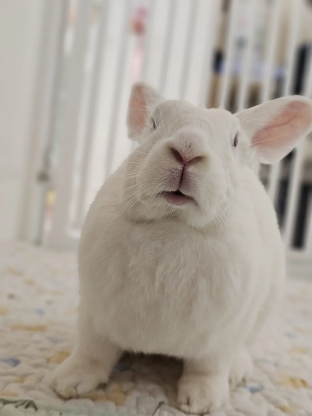 小兔子真的爱人类