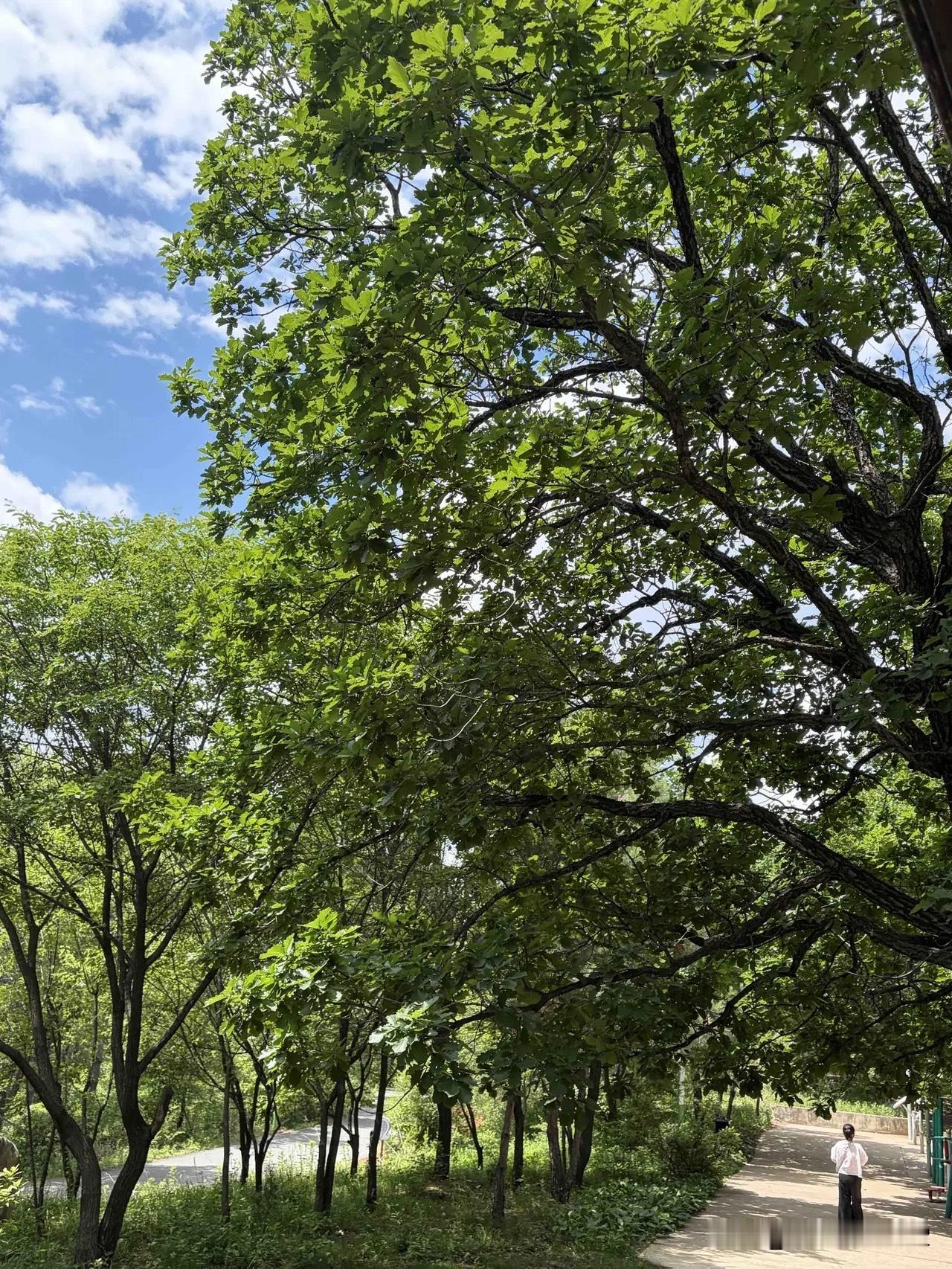 偏爱山中夏
林间听鸟言
云白轻蔽日
正是可人天
大自然的美、是任何人工智能都无法