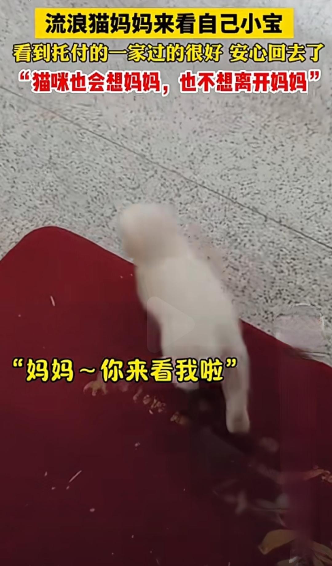 猫妈这份深沉的爱，只是希望孩子能拥有一个安稳的港湾，不必再漂泊流浪。这种爱，或许