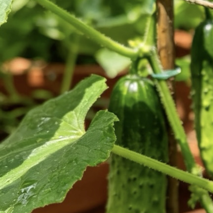 黄瓜种植教程1.播种：选用疏松营养土，温水浸种催芽，穴播黄瓜种子，覆土保湿，温度