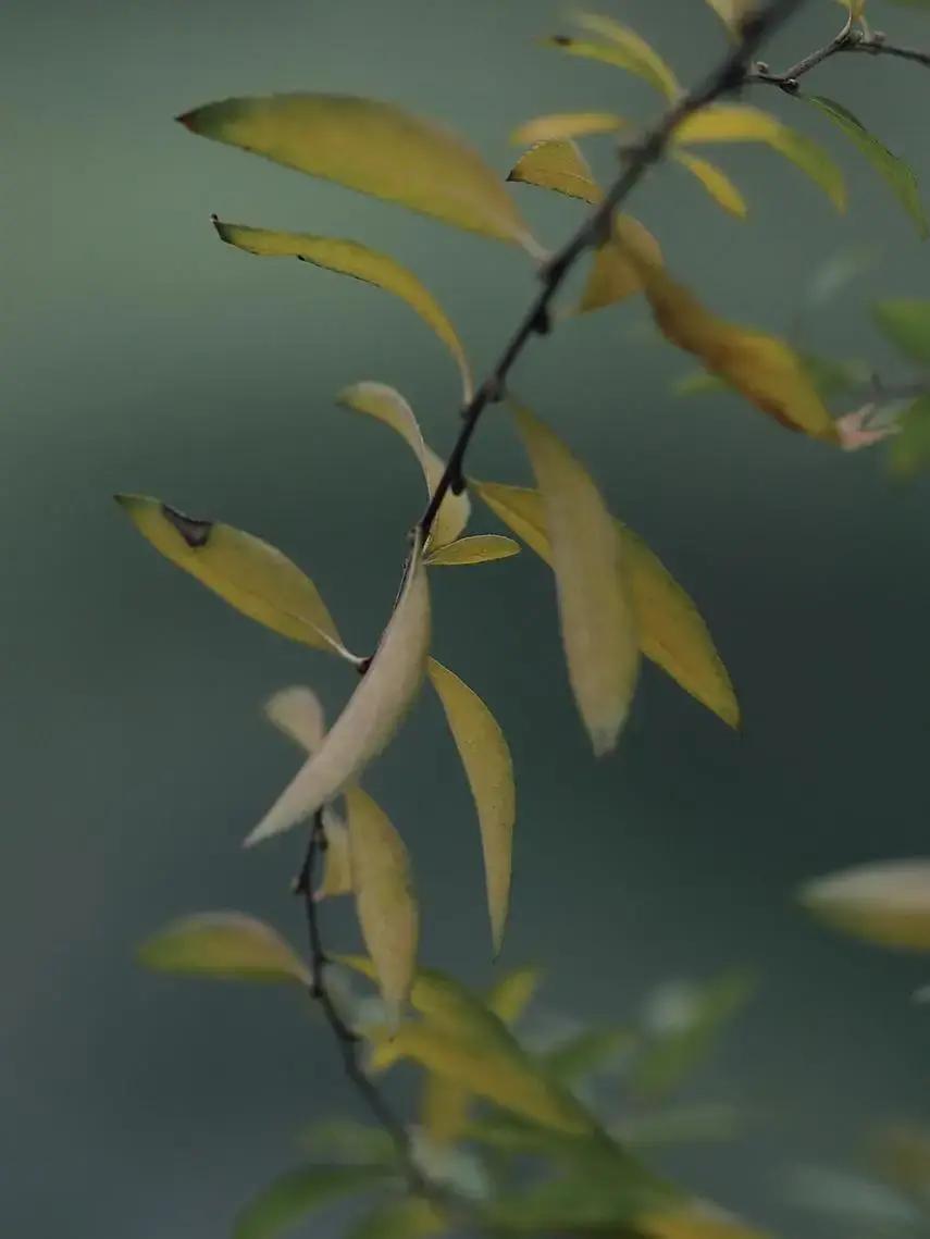 梁凤仪写过一本叫《弄雪》的小说，故事分成四段看似独立却紧紧相连的部分，全都围绕香