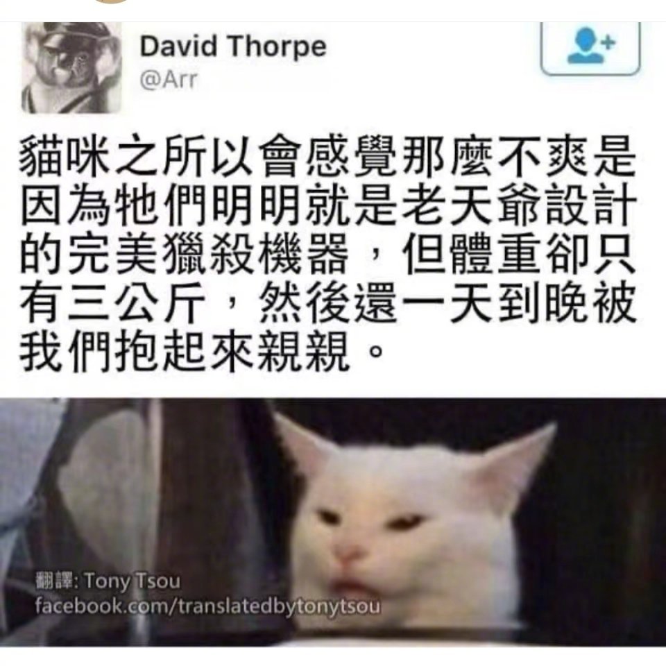 小猫会臭脸拽拽的原因be like： ​​​