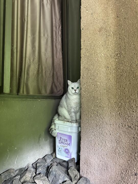 暗中观察