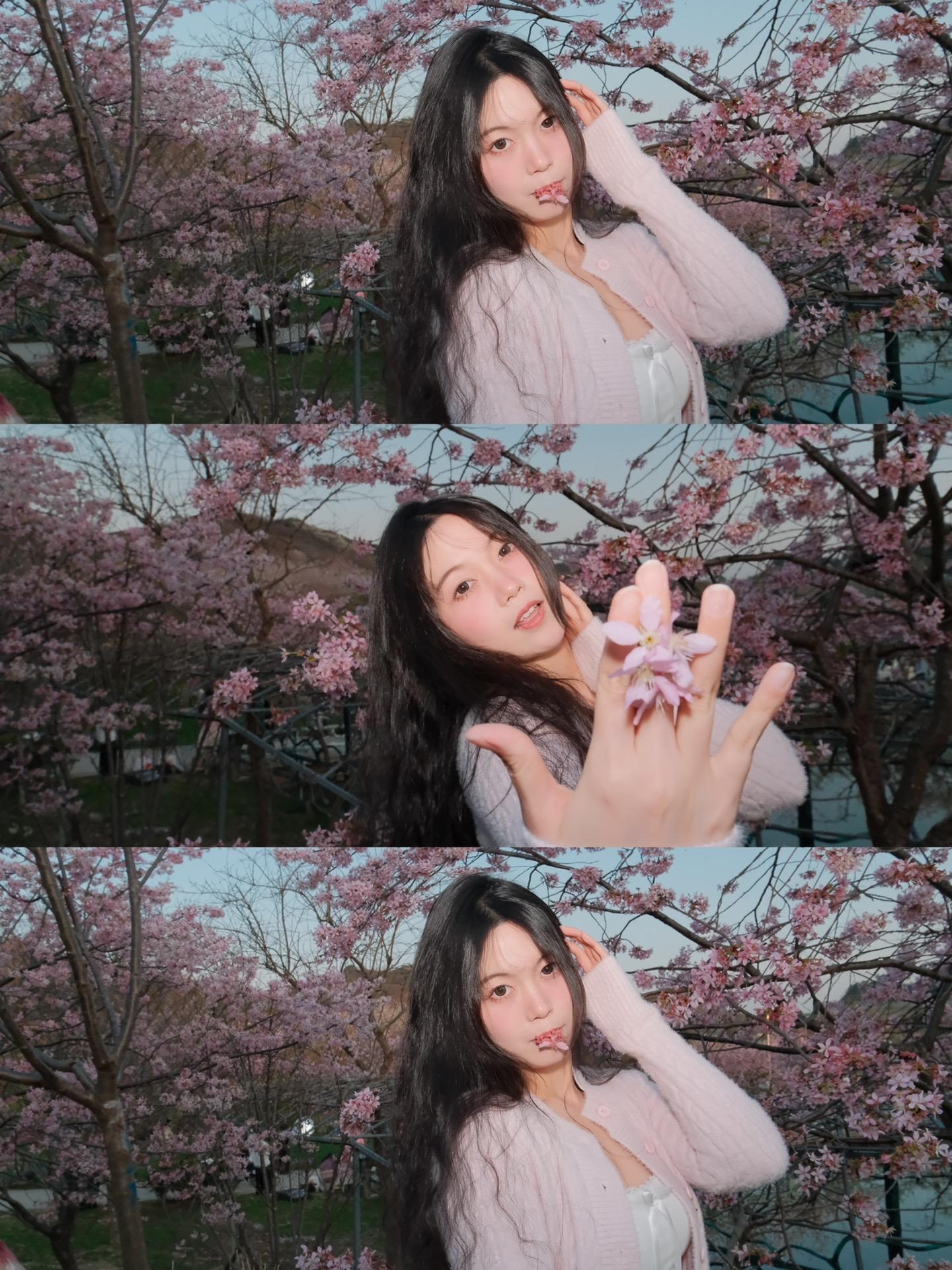 樱花