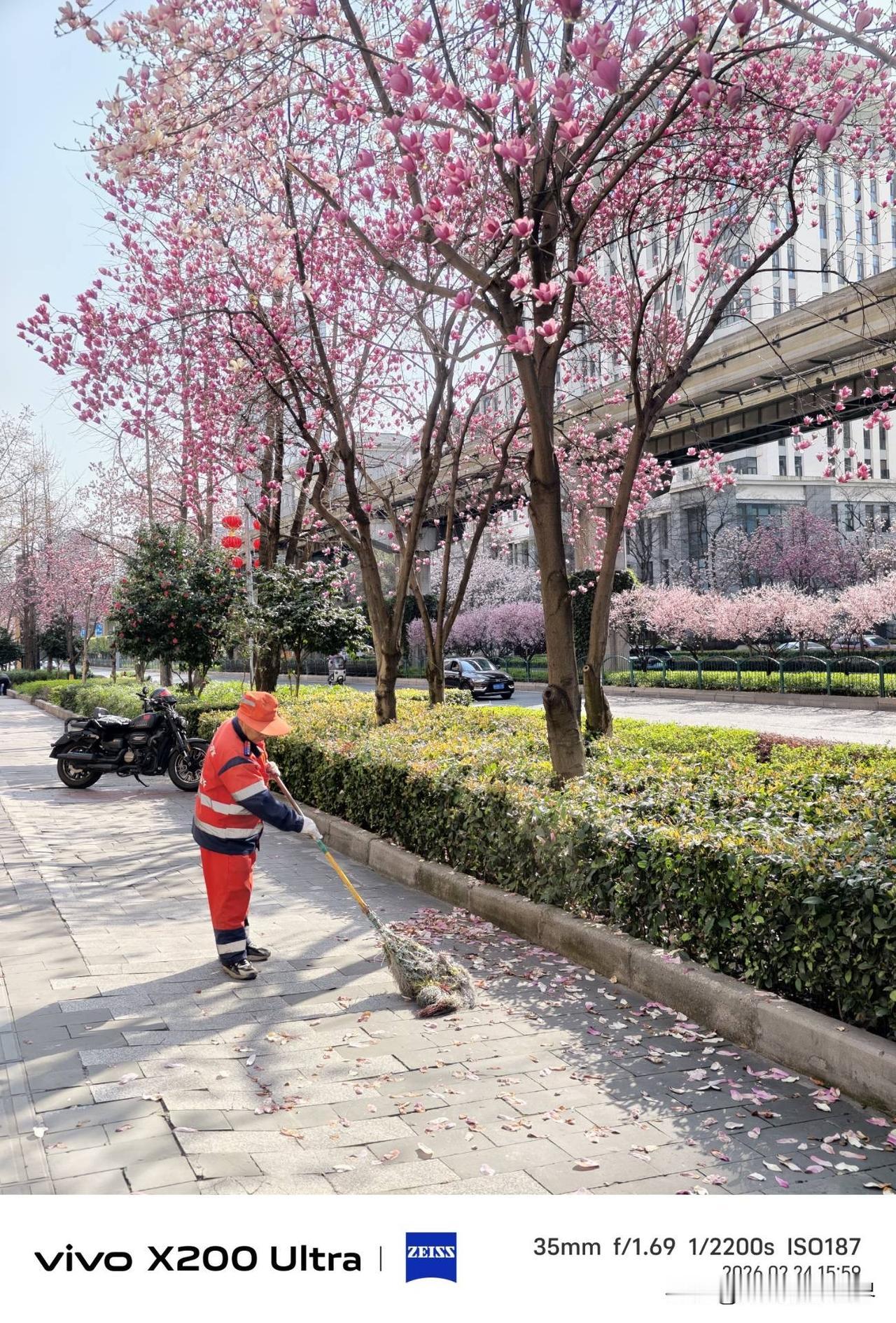 2月24日，大年初八，重庆玉兰花盛开啦！但是，不幸的是，轻轨3号线，学堂湾站到大