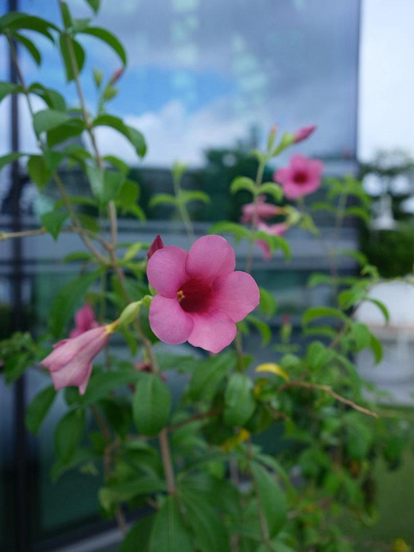 广州天环广场继续逛，城市花开和蓝天白云记录生活商场 富士GF35-70 广州·广