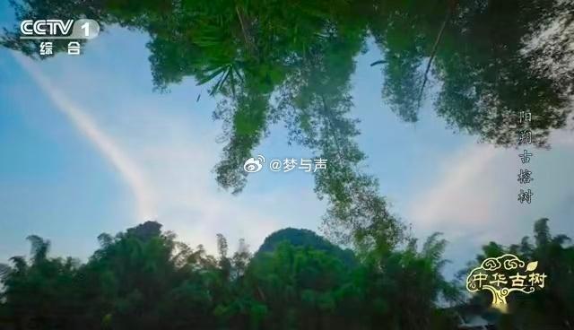 谁能想到1500岁古树也要“急救”？阳朔古榕曾被天牛蛀得满是虫洞，传统治虫易伤树