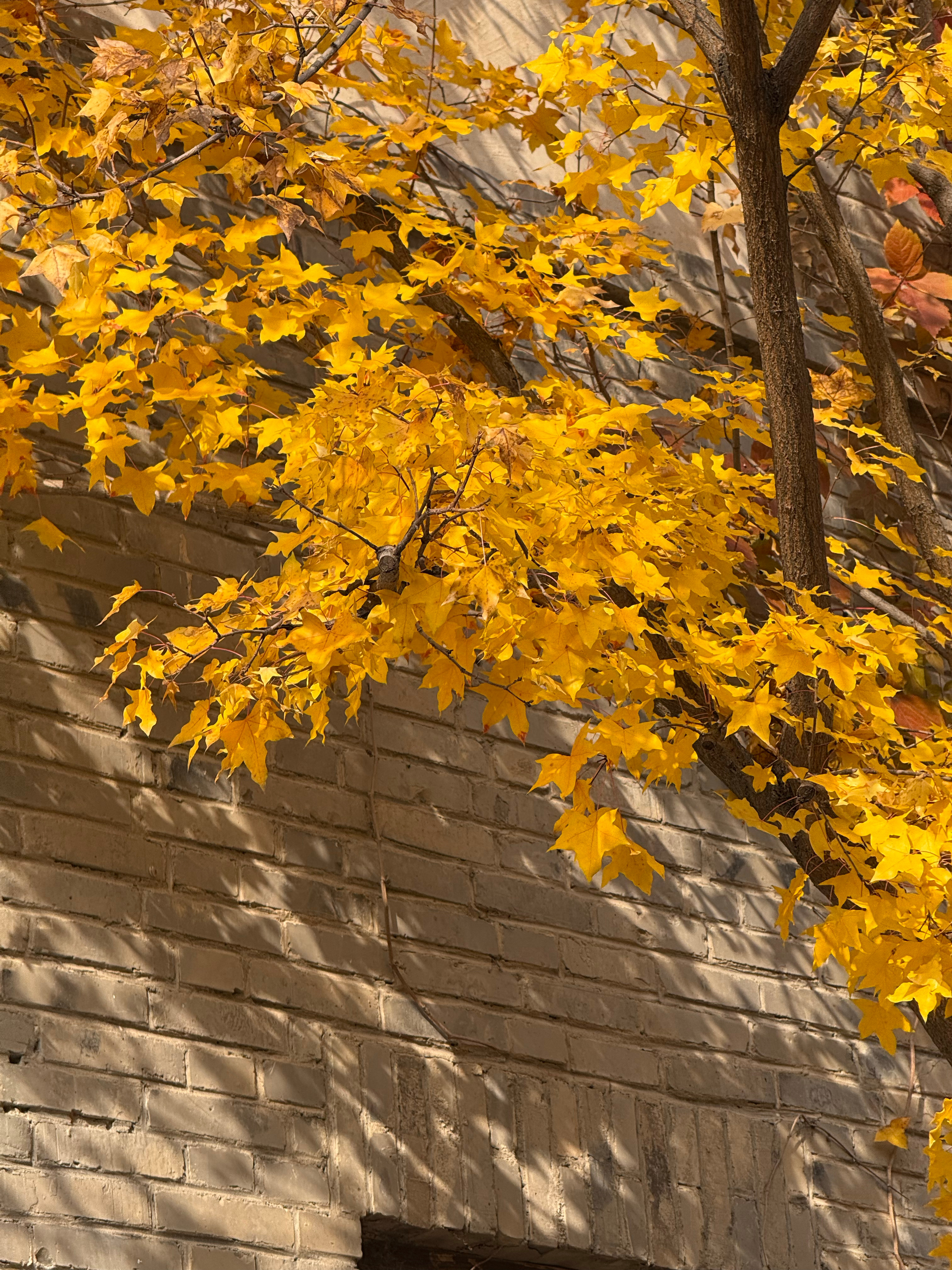 枫叶是秋天的星星🌟#古北水镇##北京范儿#  ​​​