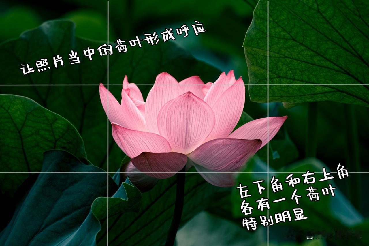 拍摄荷花，来学这些摄影技巧吧

1.荷叶呼应，画面和谐
在画面中巧妙安排荷叶的位