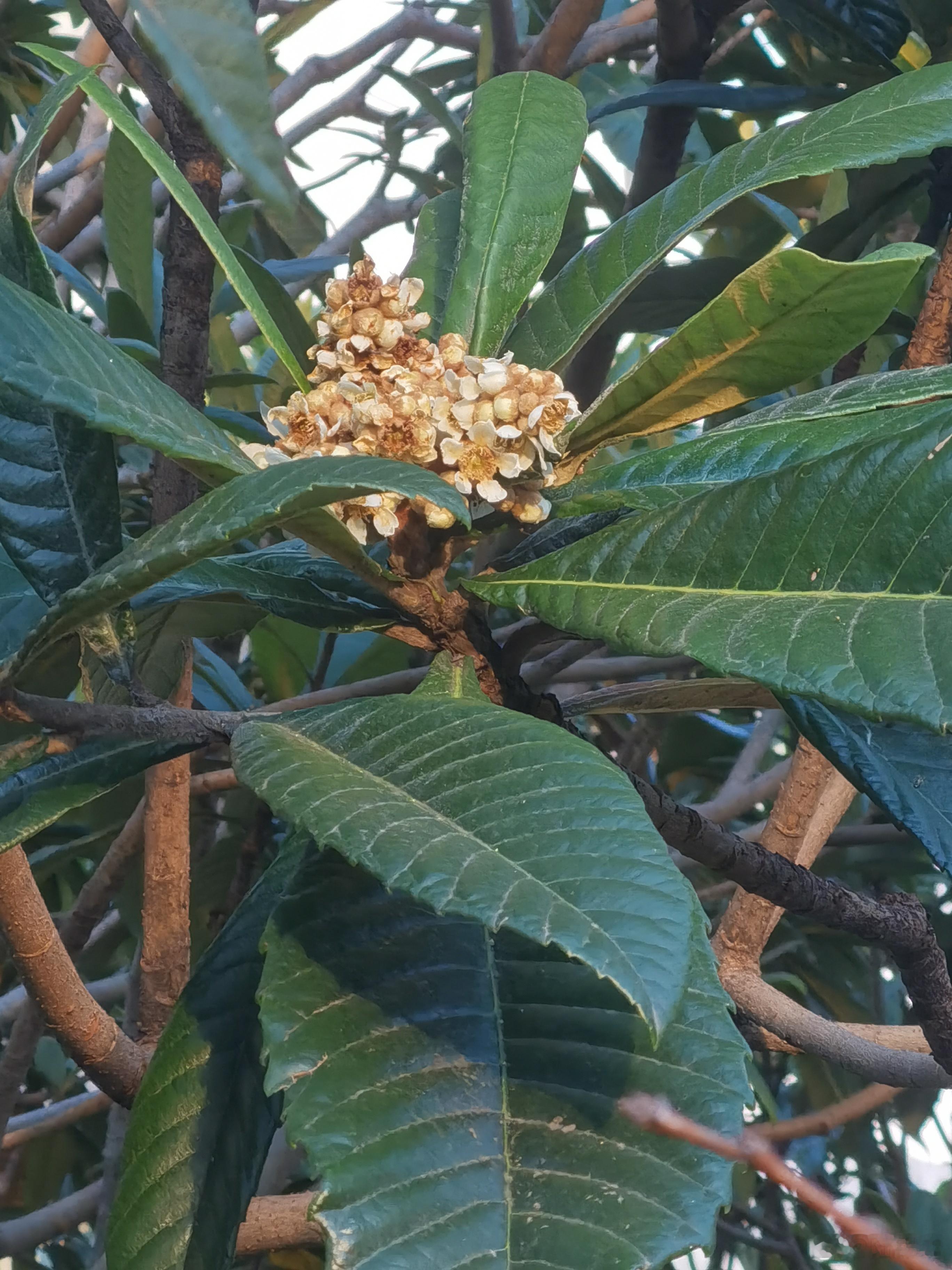 【 冬天 】家人发了枇杷树开花的照片，赶紧百度一下，还确实！枇杷树开花时间主要在