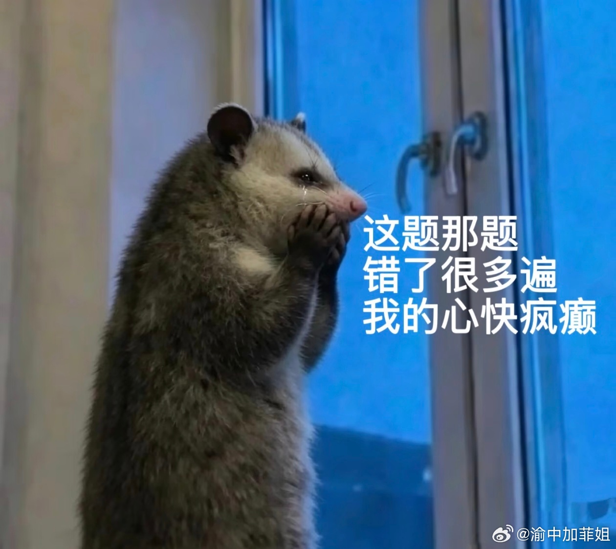 带小娃只是体力活，辅导作业才是绝杀加菲姐的碎碎念