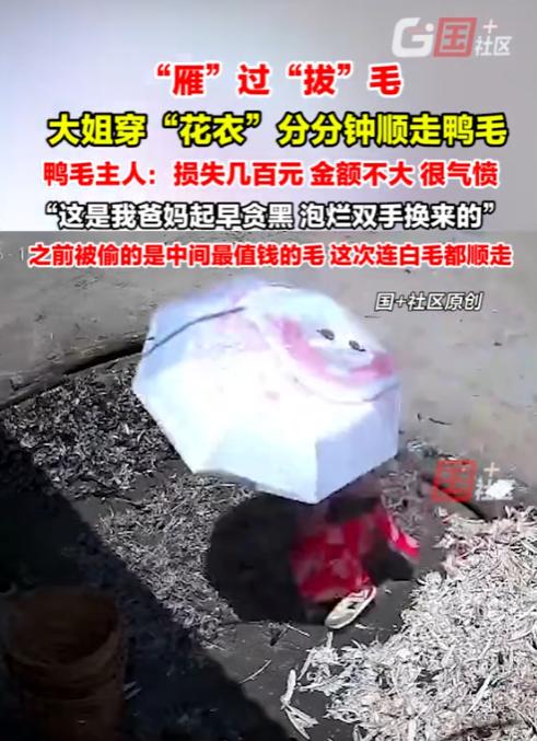 “太缺德了！”8月10日，广西玉林，一大姐去别人家门口偷鸭毛，不仅在大白天偷，还