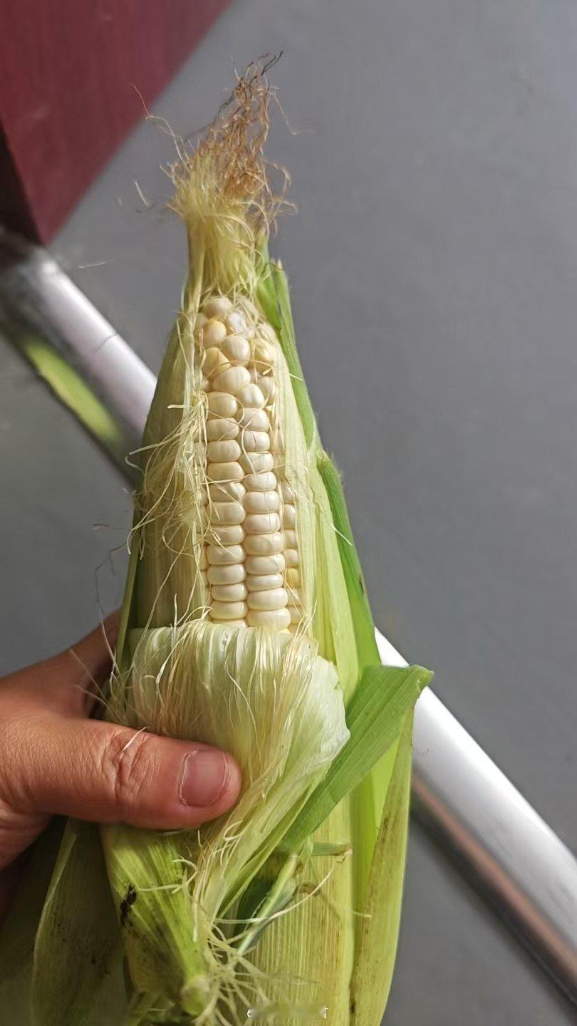新鲜的玉米，发货走啦！今天一百多单，还算可以。煮了几个当晚饭，甜嫩甜嫩的，太好吃