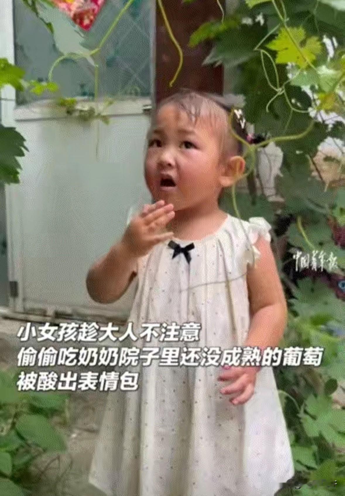 笑不活了，河南周口，一小女孩趁紧家长不注意时，偷偷吃奶奶院子里还没成熟的葡萄，虽