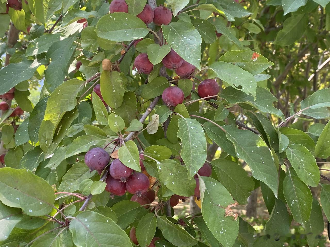 晒图笔记大赛夏日果园，红果累累，丰收在望！🍎🍂