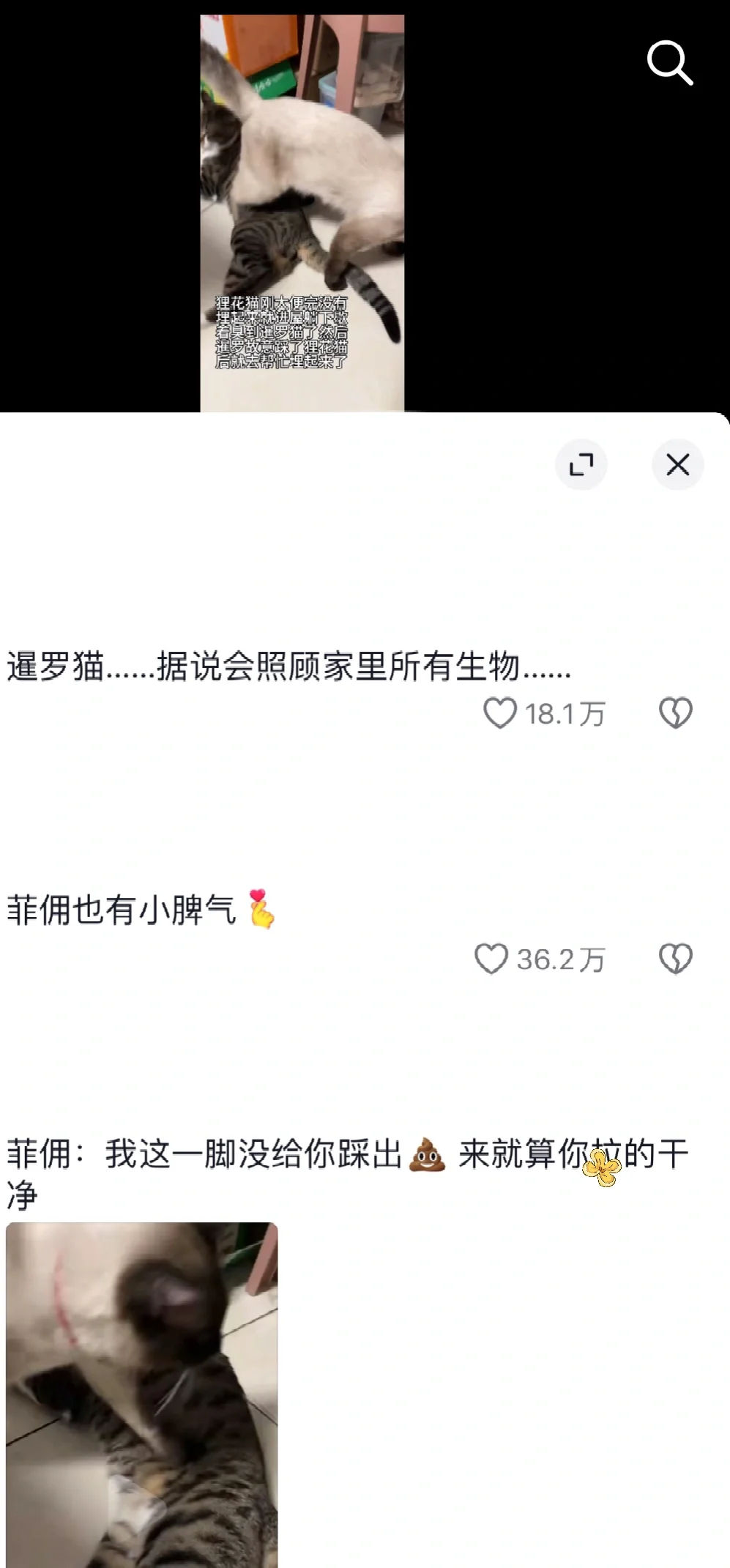 暹罗猫为什么叫菲佣？