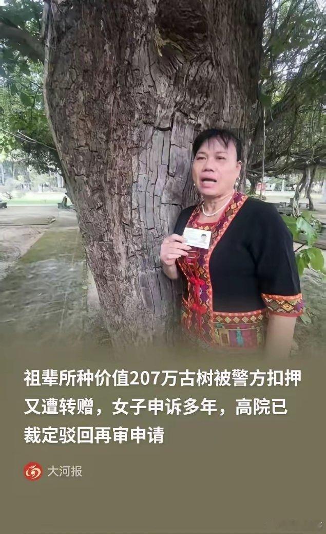 海南，一女子的种了一颗价值207万的百年重阳树，却在夜里被人连根拔走，女子赶紧报