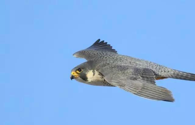 3000米外锁定猎物，美军大名鼎鼎的B2隐形轰炸机也模仿它，游隼到底有多强？
