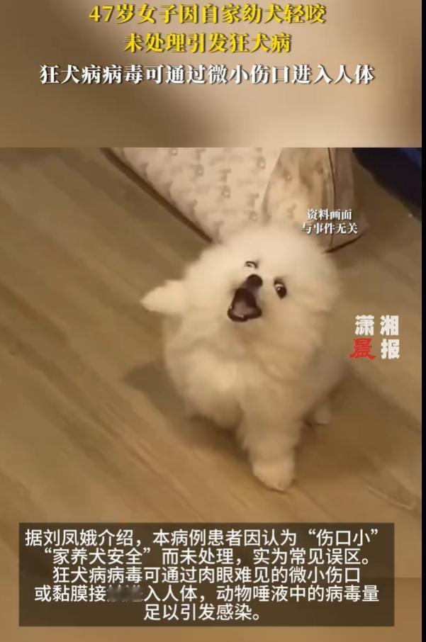 女子因幼犬轻咬未处理引发狂犬病，看到这样的新闻，提醒一下爱犬养犬的人士，不管是外