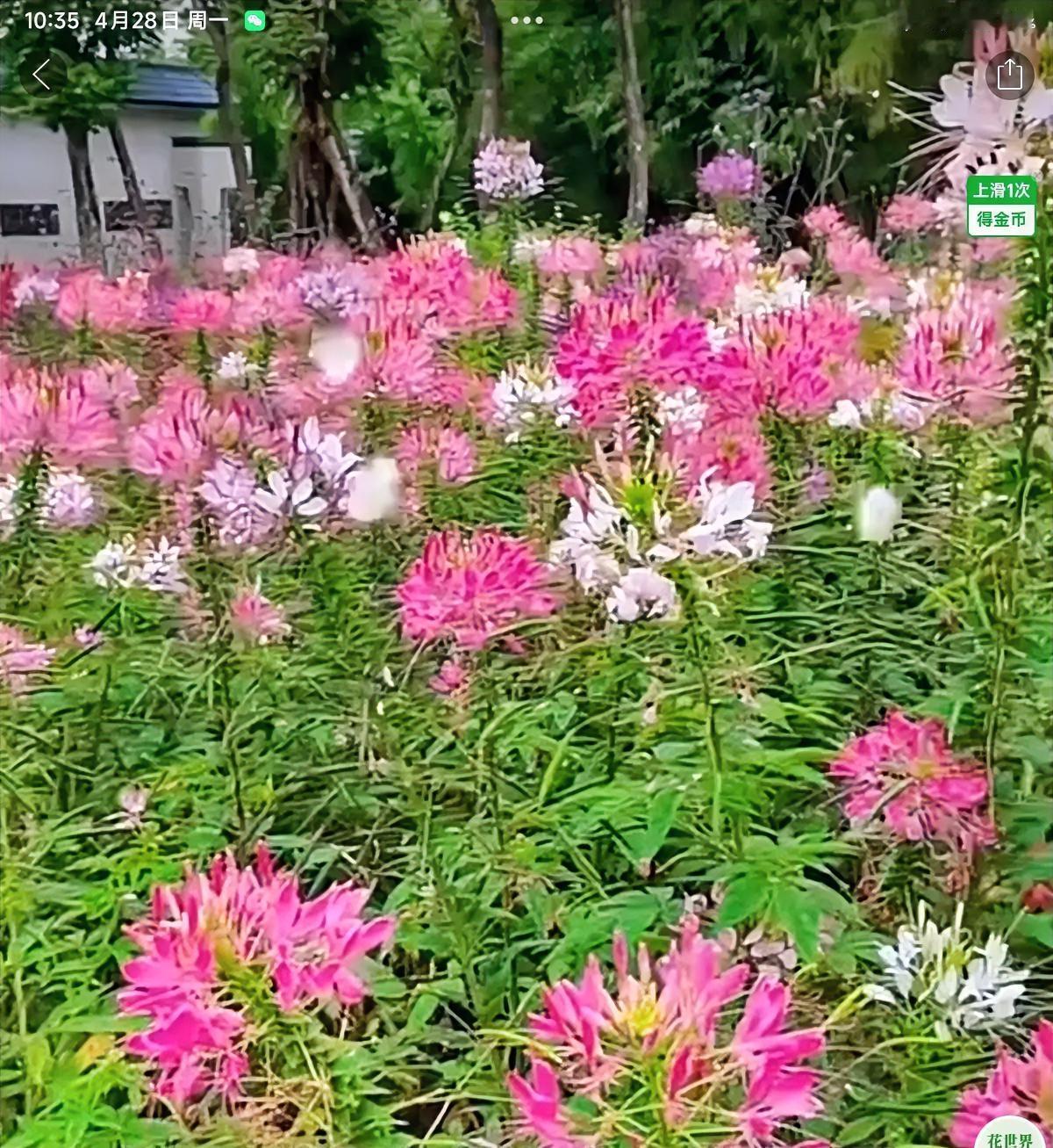 对联飞花令 醉蝶花
出句：为赶春潮骑蝶背（雪浪）