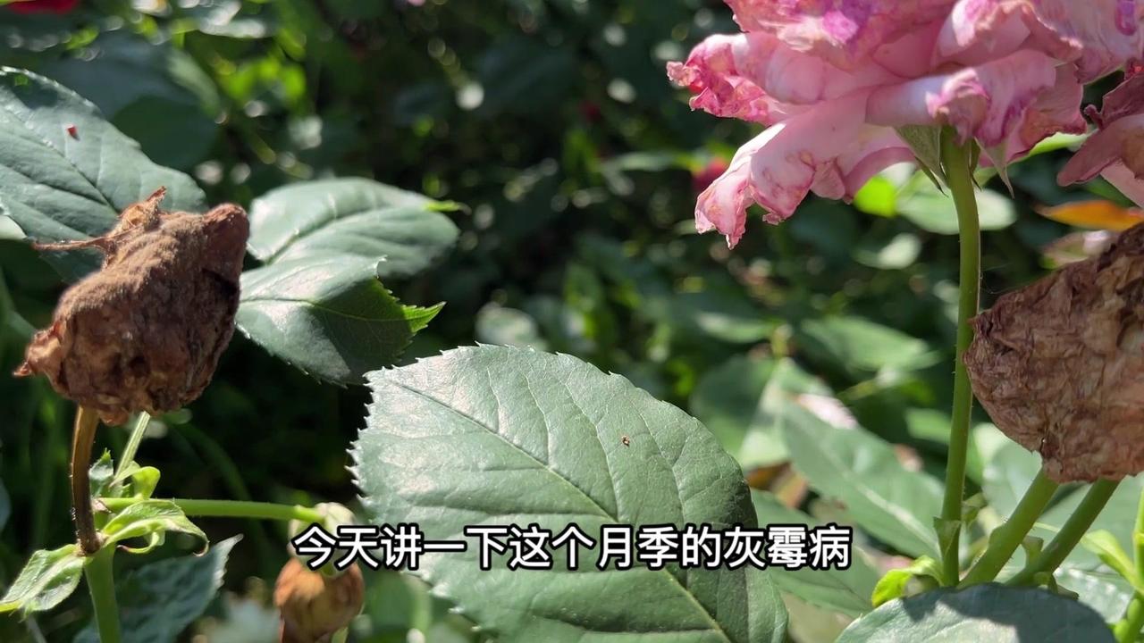连续阴雨后月季总出问题？可能是灰霉病找上门！真菌引起的病害常出现在低温高湿环境，