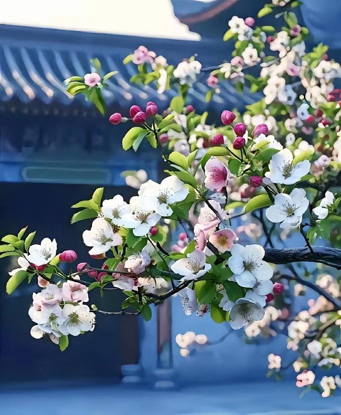 杏花雨
 
风一软，云就低了
杏花，开得轻轻浅浅
不与桃李争艳，不与群芳斗艳
只