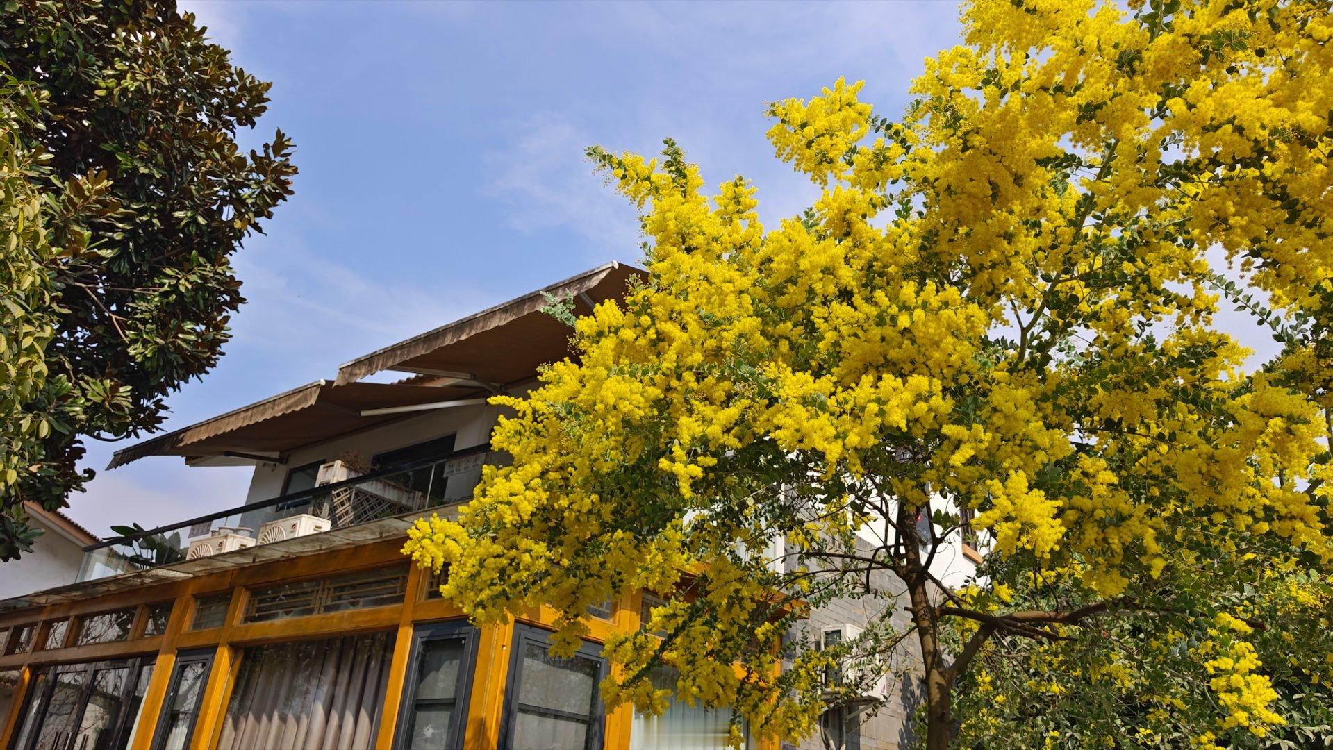 春风，春茶和春景。 