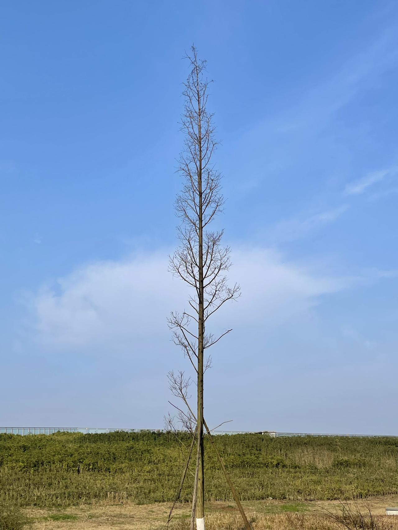 我的今日状态：😁轻松愉快
我这里的天气：☀️蓝天白云，成都难得的好天气！